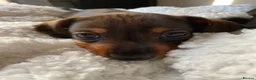 Miniature Dachshund dogs for sale: KC Miniature Dachshunds ready for forever homes - Advert 17