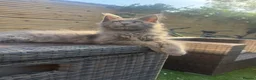 Maine Coon cats for sale:  ** n European Maine coon kittens  in Benfleet - Advert 4
