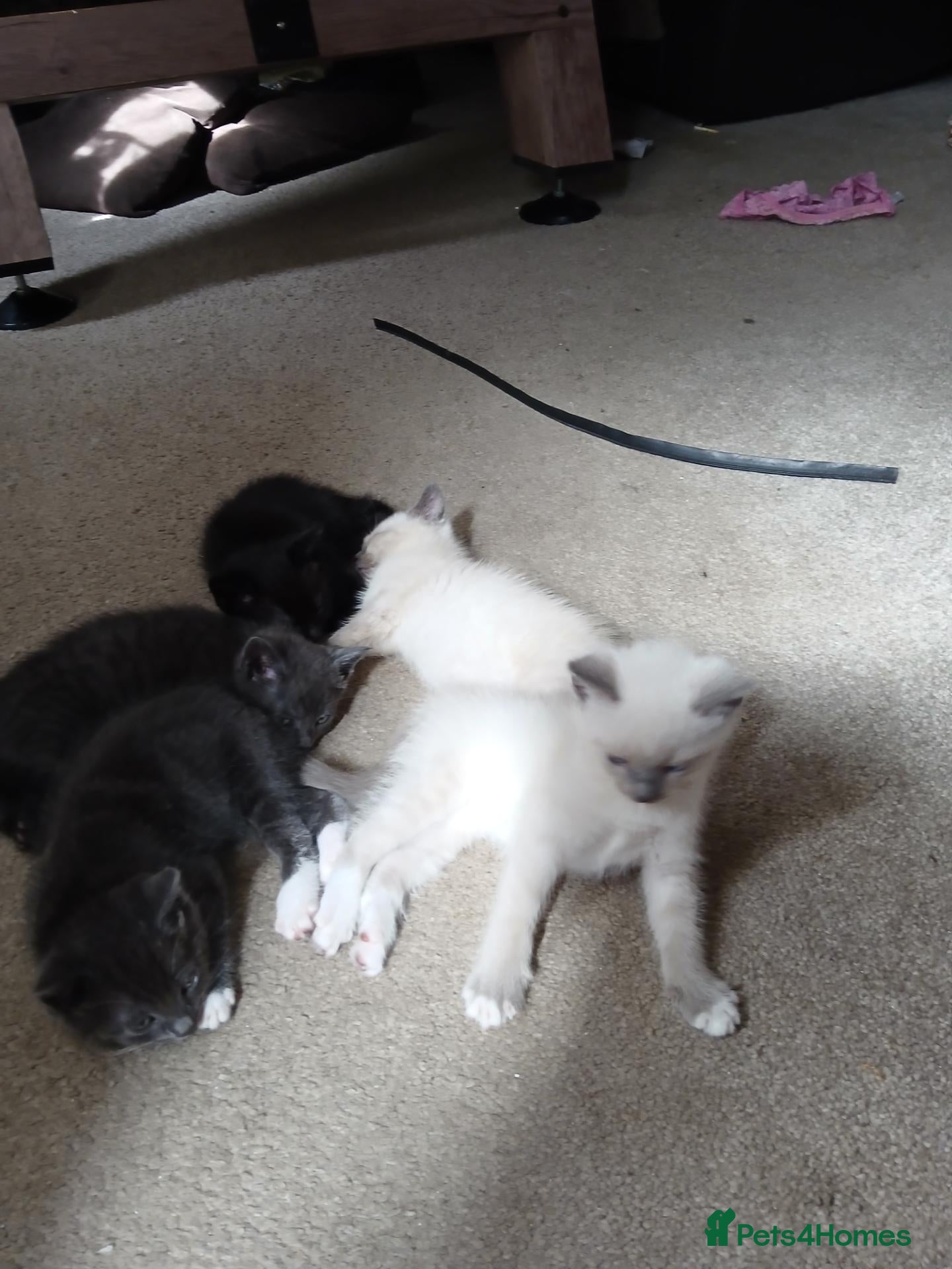 Mixed Breed cats Rag doll cross american bobtail cat kittens  - Advert 11