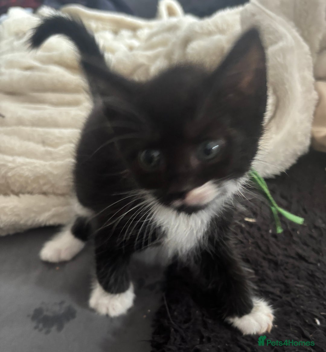 British Shorthair cats for sale: X4 male British shorthair X kittens - Image 19