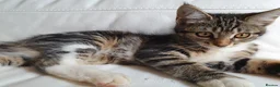 Maine Coon cats for sale: 2 Maine Coon Cross kittens for sale - Advert 1
