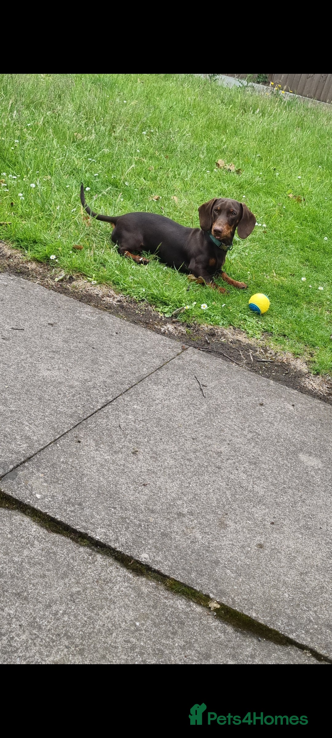 Miniature Dachshund dogs Proven Miniature Dashhound For Stud  in Wolverhampton - Advert 3