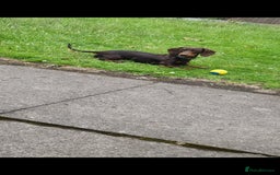 Miniature Dachshund dogs for stud: STUD ONLY  - Image 1