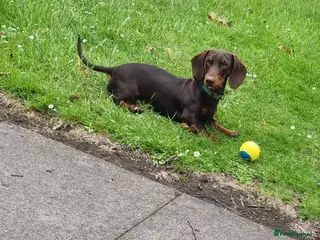Miniature Dachshund dogs Proven Miniature Dashhound For Stud in Wolverhampton - Advert 3