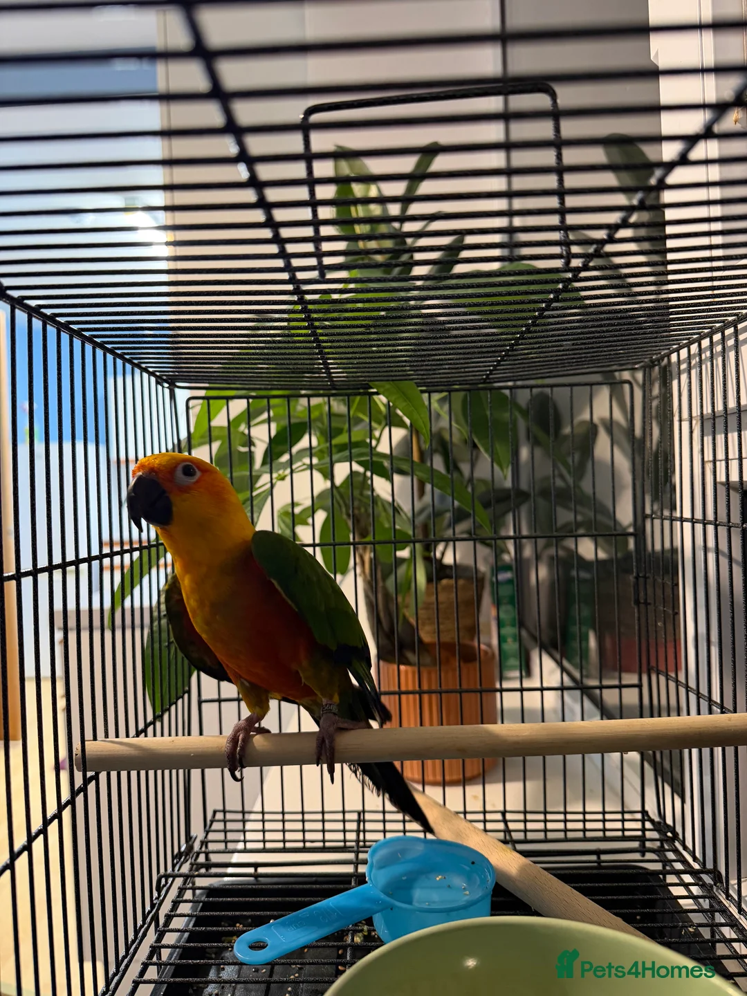 Parrots birds for sale: Sun conure - Advert 2