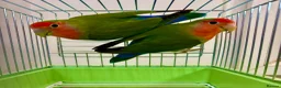Lovebirds birds for sale: Peach Face Breeding Pair of Love Birds Peach Faced - Advert 2