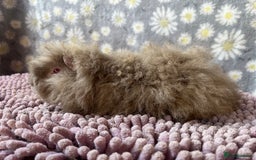 Guinea Pig rodents for sale: GORGOUS PAIR OF ALPACA BOYS🩵🩵 - Image 3
