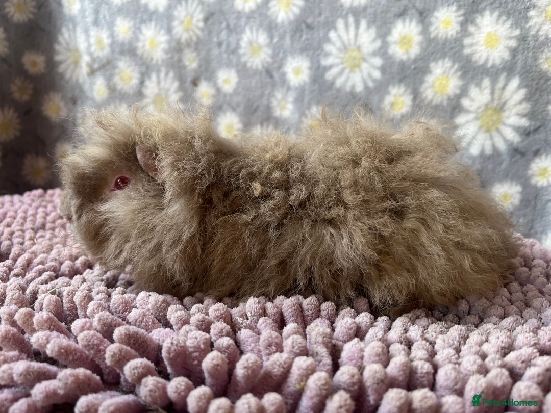 Guinea Pig rodents for sale: GORGOUS PAIR OF ALPACA BOYS🩵🩵 - Image 3