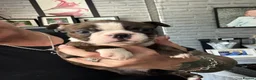 Boston Terrier dogs for sale: Kc Boston Terrier Puppies - Advert 25