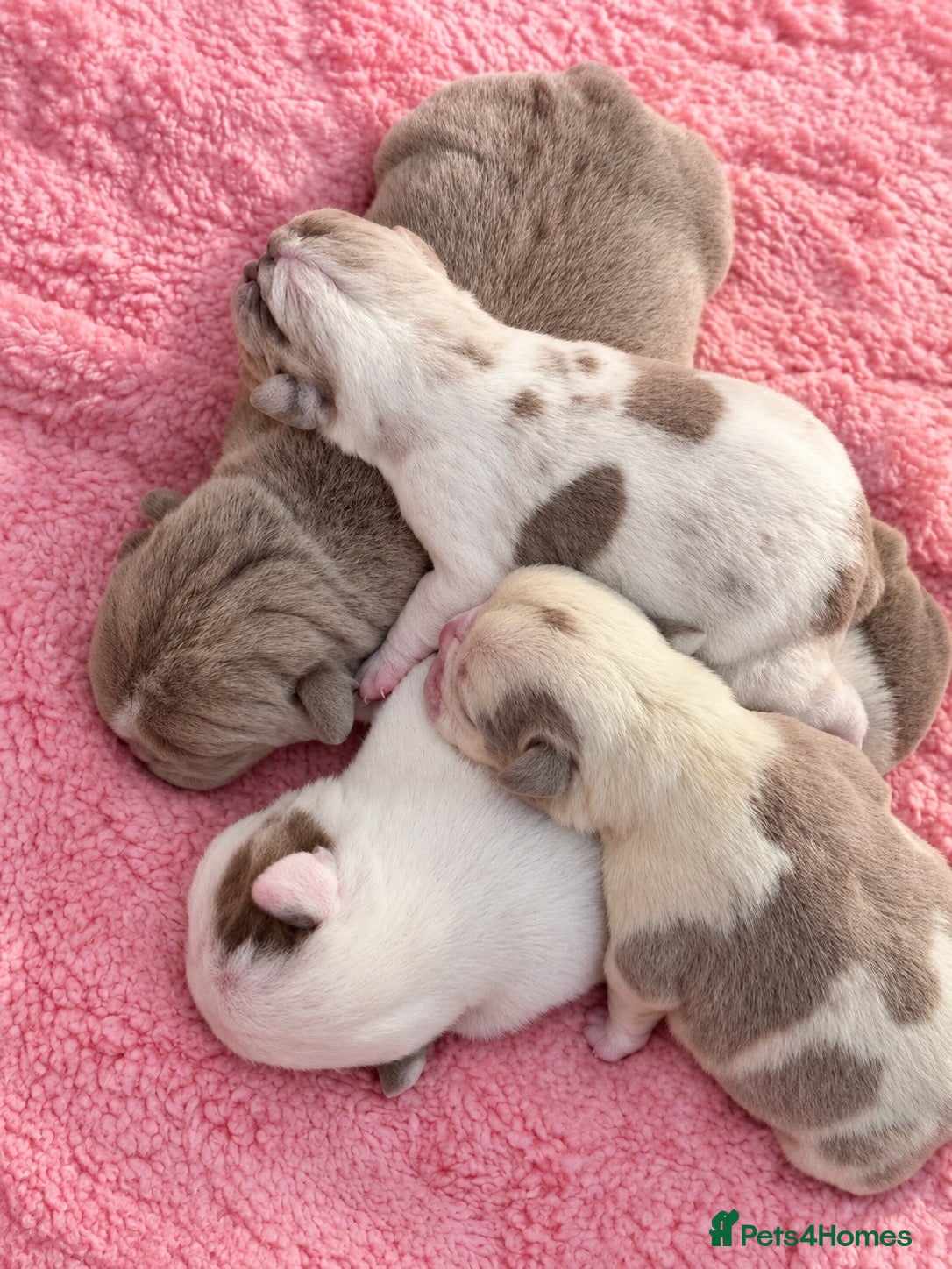 English Bulldog dogs English bulldog puppies  - Advert 15
