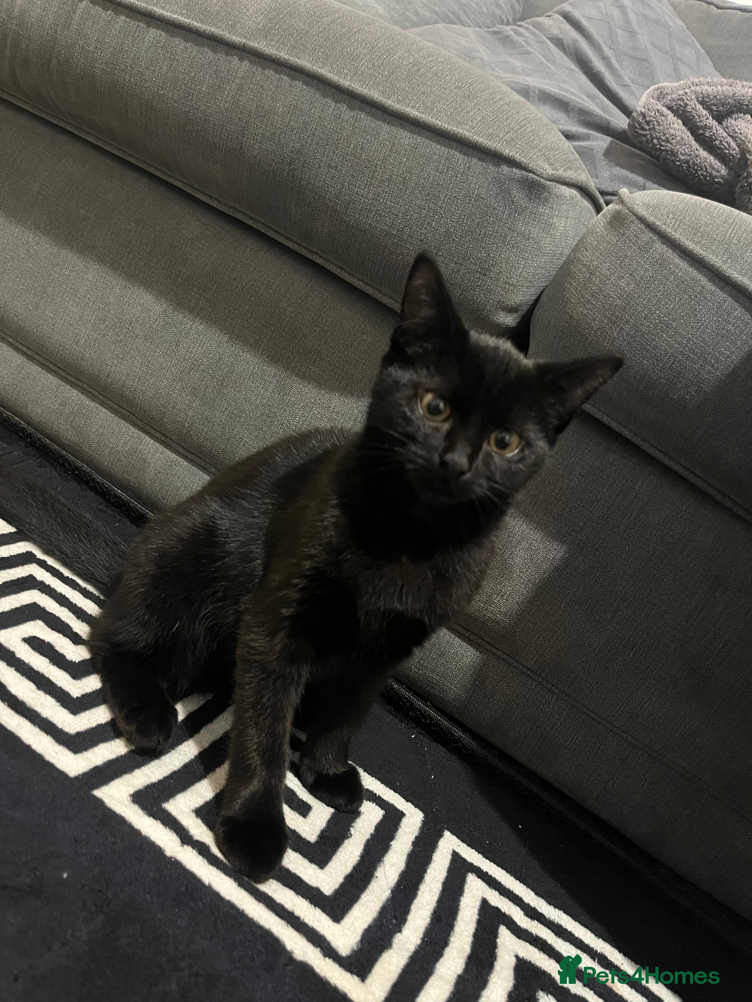 British Shorthair cats Black British Shorhair adorable kitten - Advert 17