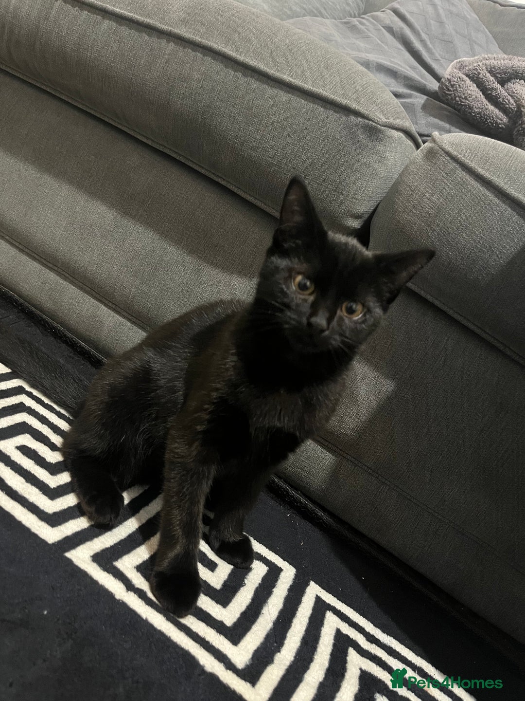 British Shorthair cats for sale: Black British Shorhair adorable kitten - Advert 1