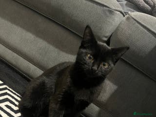 British Shorthair cats Black British Shorhair adorable kitten - Advert 16