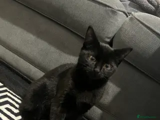 British Shorthair cats Black British Shorhair adorable kitten - Advert 8