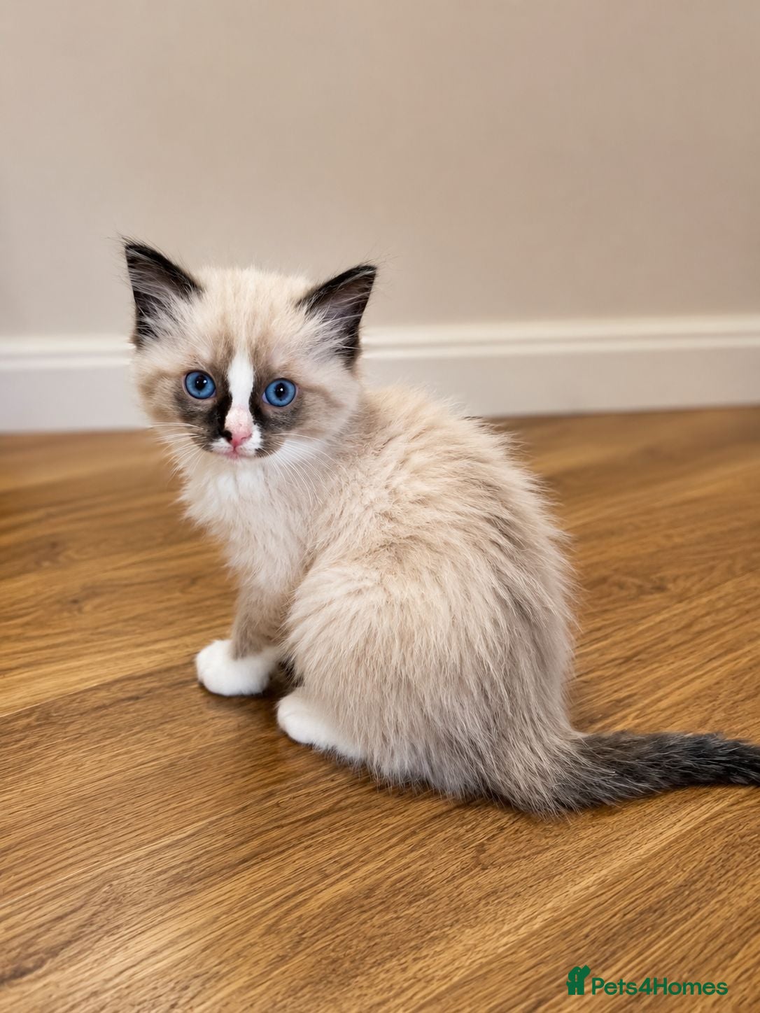 Ragdoll cats Bicolour ragdoll kittens  - Advert 1