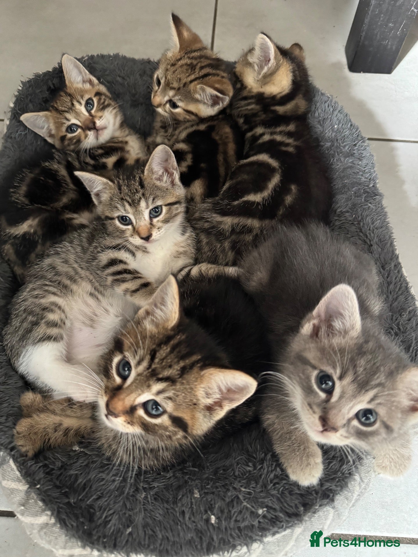 Domestic Shorthair cats for sale: Lovely tabby kittens - Advert 1