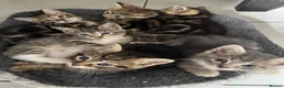 Domestic Shorthair cats for sale: Lovely tabby kittens - Advert 1
