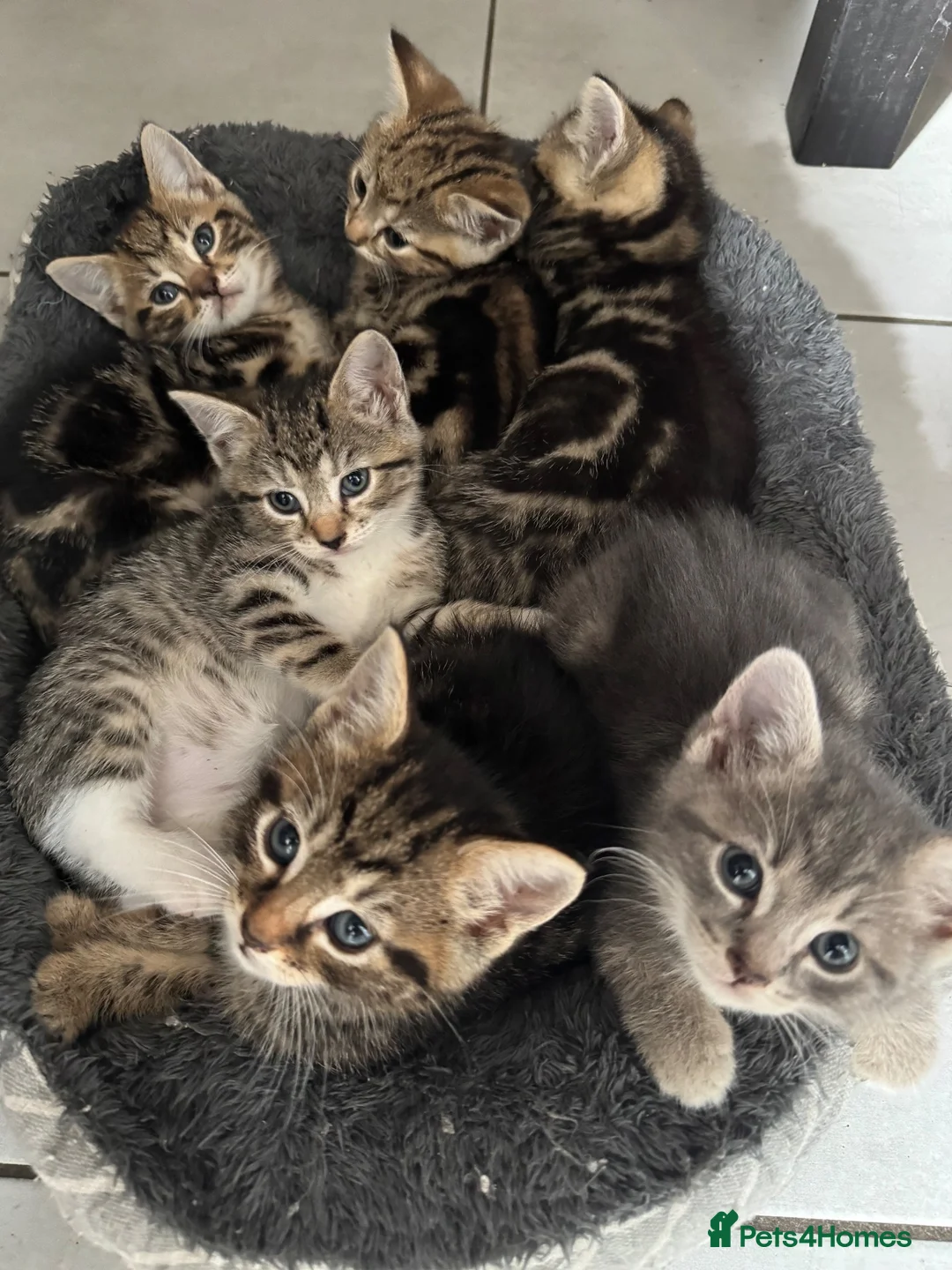 Domestic Shorthair cats for sale: Lovely tabby kittens - Advert 1