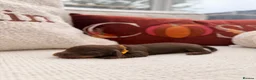 Miniature Dachshund dogs for sale: Long hair miniature daschund puppies for sale in Peterlee - Advert 34