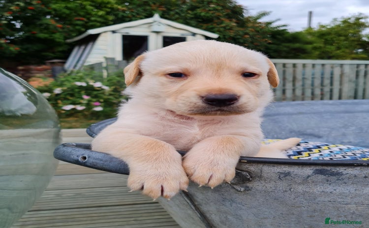 Labrador Retriever dogs - Advert 6