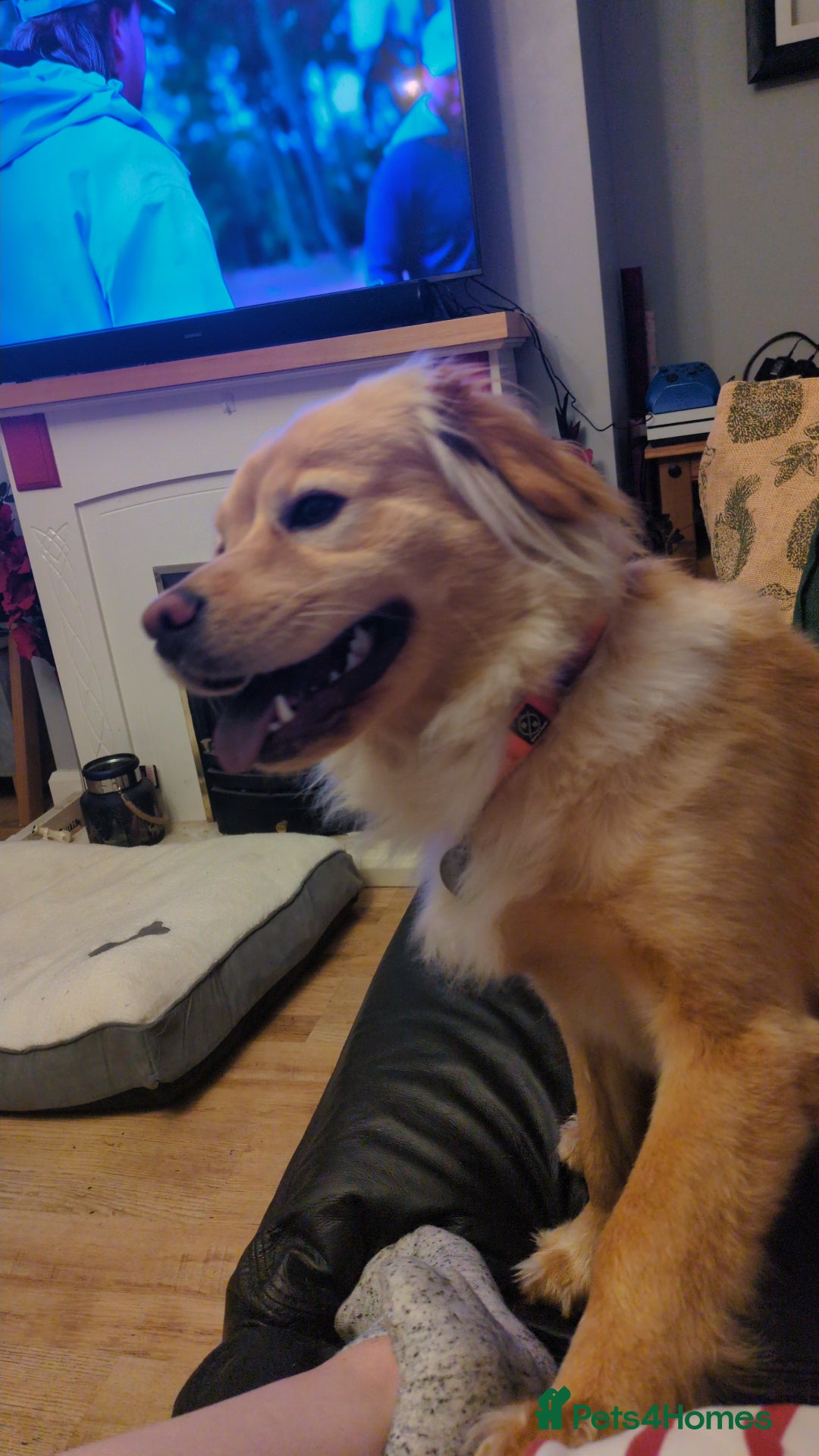 Mixed Breed dogs for sale: Bailey (CockerChow) - looking for a forever Family - Image 3