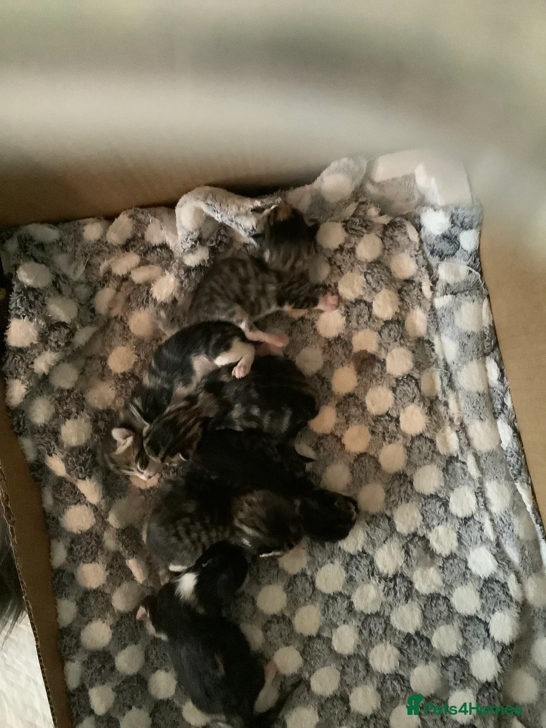 Maine Coon cats for sale: Mainecoon Cross  - Advert 7