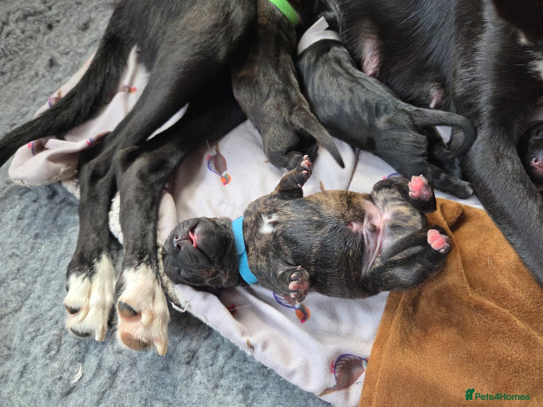 Mixed Breed dogs for sale: Beautiful Collie x K.C Staffy Pups  - Image 11