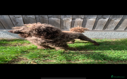 Cavapoo dogs for sale: 🐩 Stunning Chocolate KC Poodle – Lorde– 🐩 - Image 18