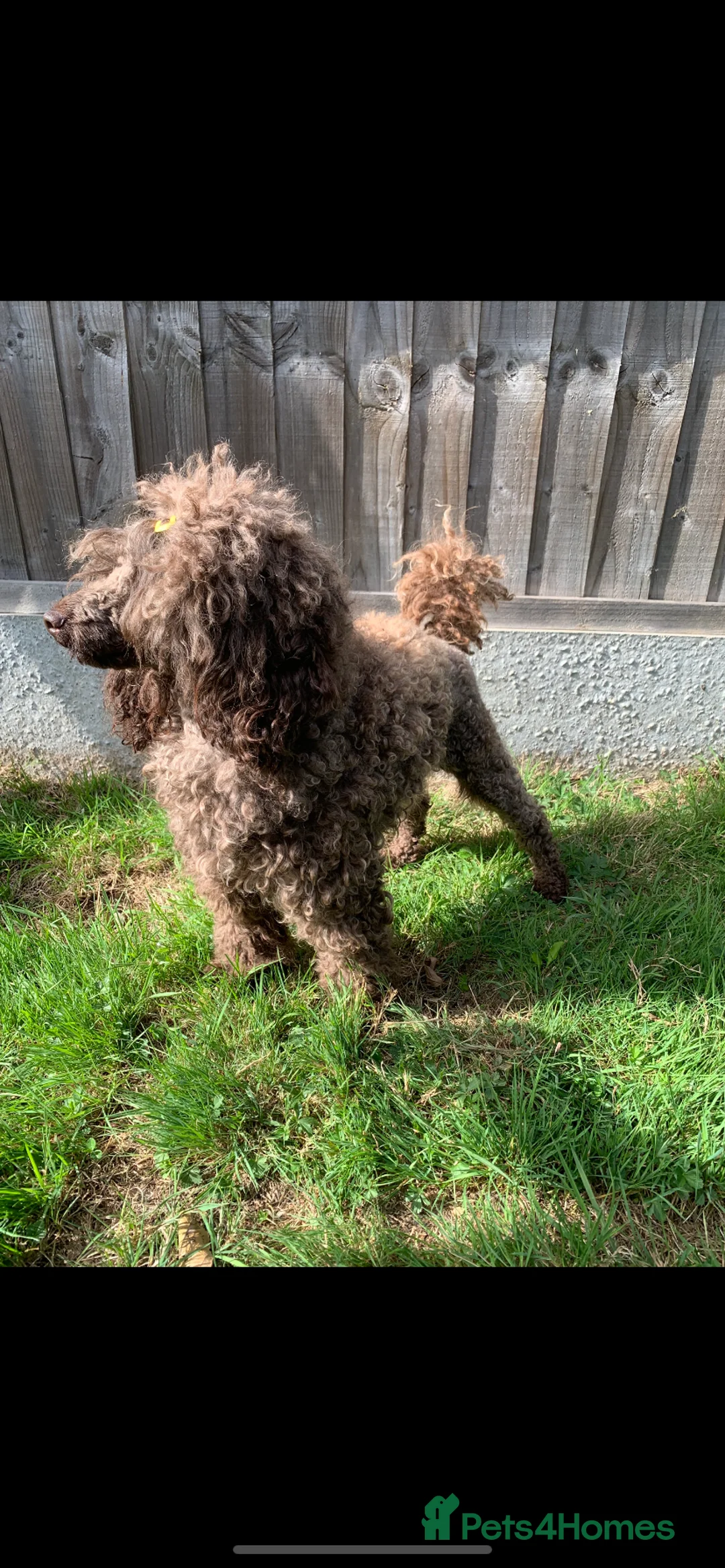 Cavapoo dogs for sale: 🐩 Stunning Chocolate mini KC Poodle – Lorde– 🐩 - Advert 15