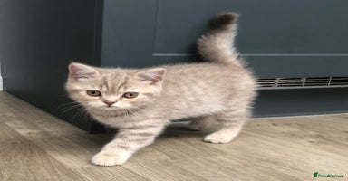 British Shorthair cats - Advert 4