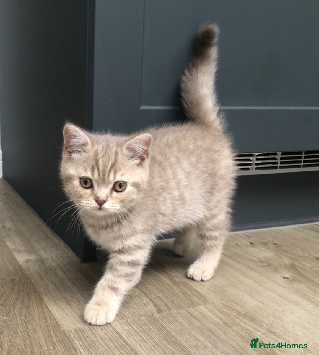 British Shorthair cats for sale: 4 Adorable Kittens are looking for new homes  - Image 3