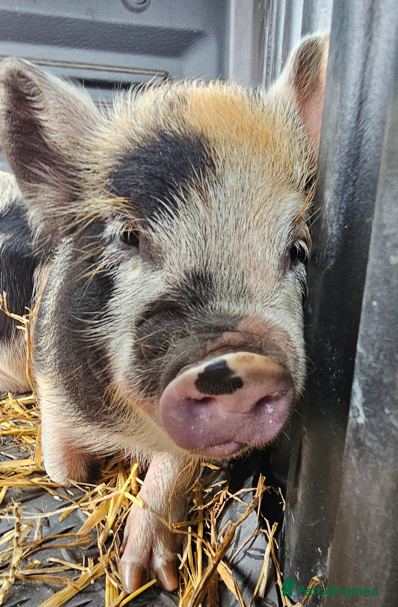 Pig livestock Willowborough Mini Piglets (5 Ready Now) - Advert 2