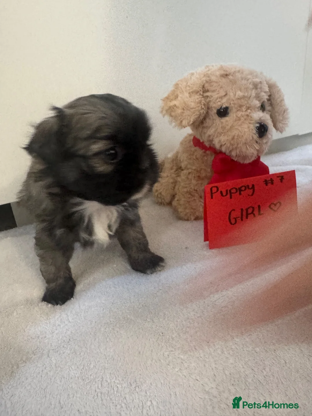 Shih Tzu dogs for sale: 7 shih tzu puppies are looking new home  - Advert 11