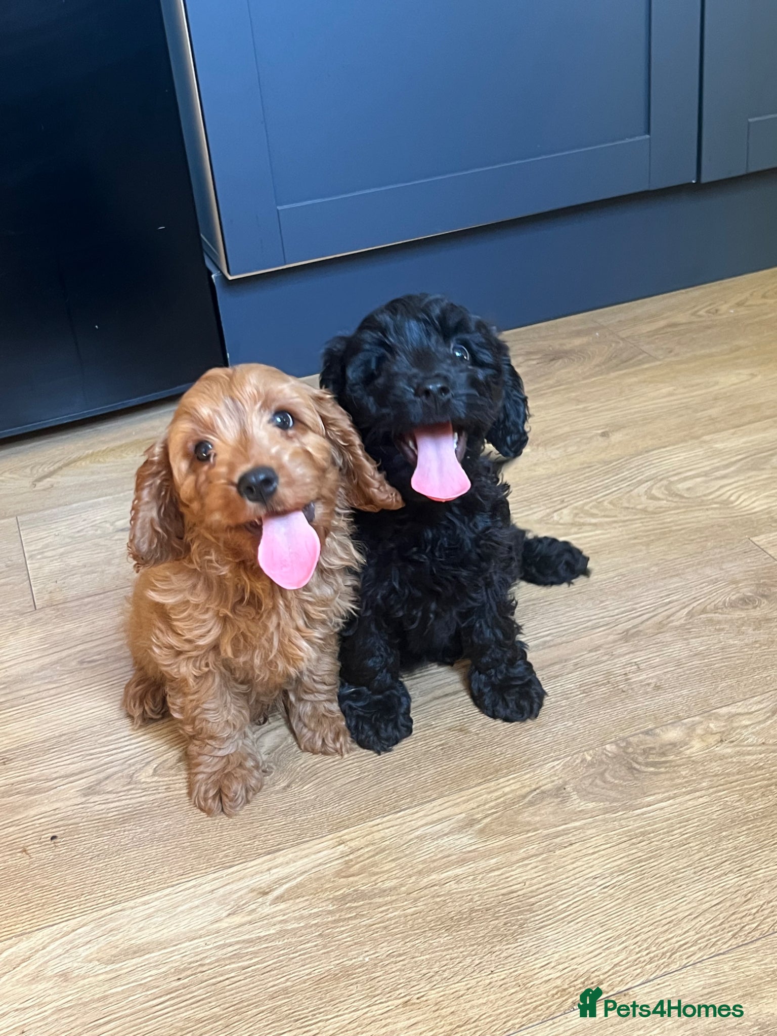 Cavapoo dogs Adorable Cavapoo Puppies - Advert 1