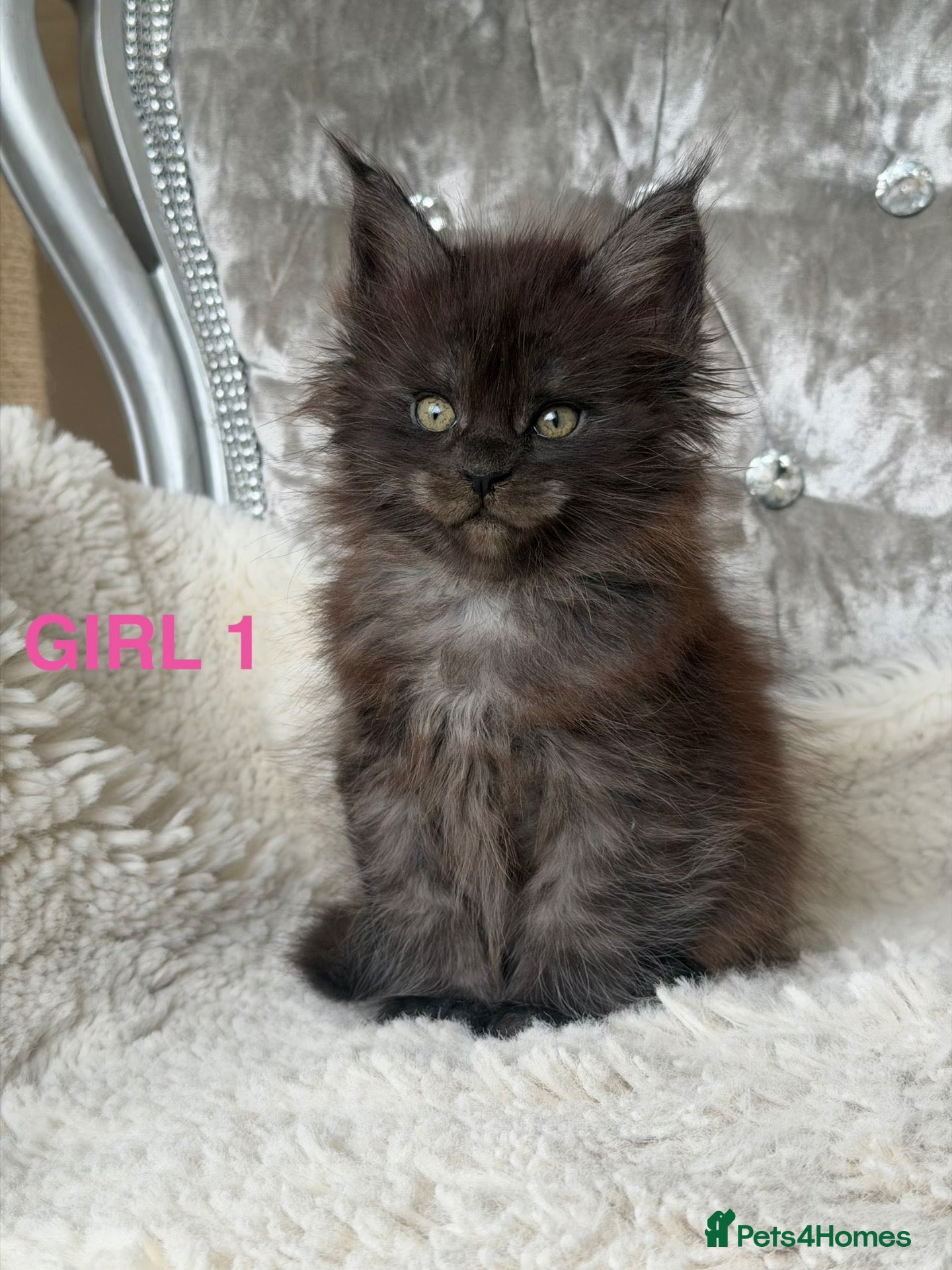 Maine Coon cats SHOW QUALITY MAINE COON KITTENS - Advert 6
