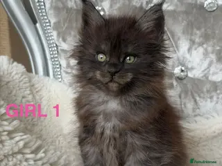 Maine Coon cats SHOW QUALITY MAINE COON KITTENS - Advert 6