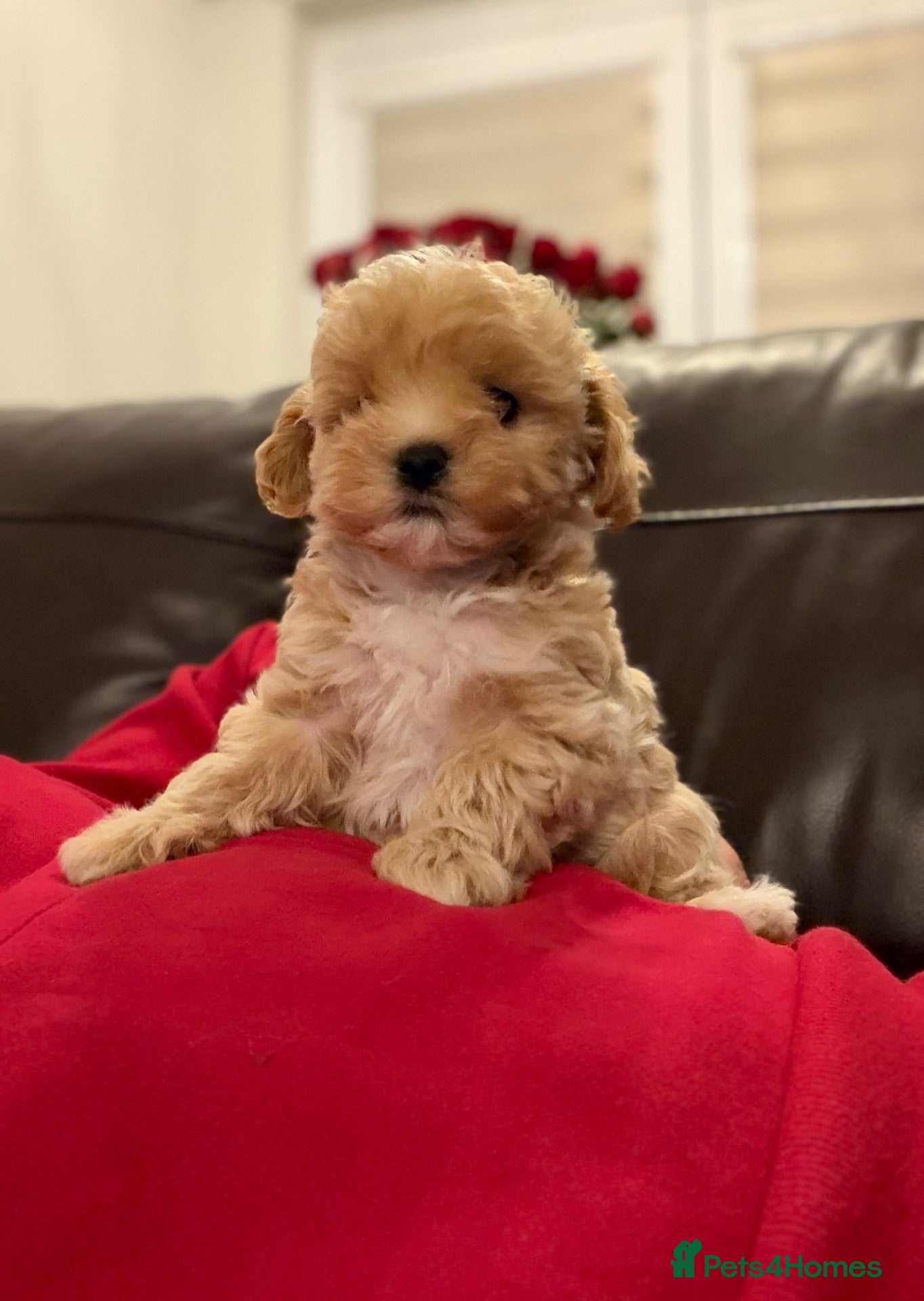 Maltipoo dogs for sale: 💙 Last Tiny F1 Maltipoo Boy – Ready Now 💙 - Advert 19