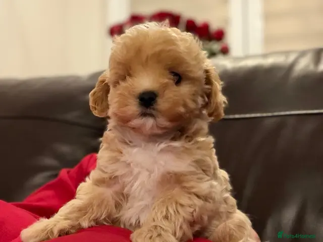 Maltipoo dogs for sale: 💙 Last Tiny F1 Maltipoo Boy – Ready Now 💙 - Advert 18