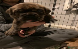 Mixed Breed dogs for sale: Bullmastiff x mixed breed  - Image 5