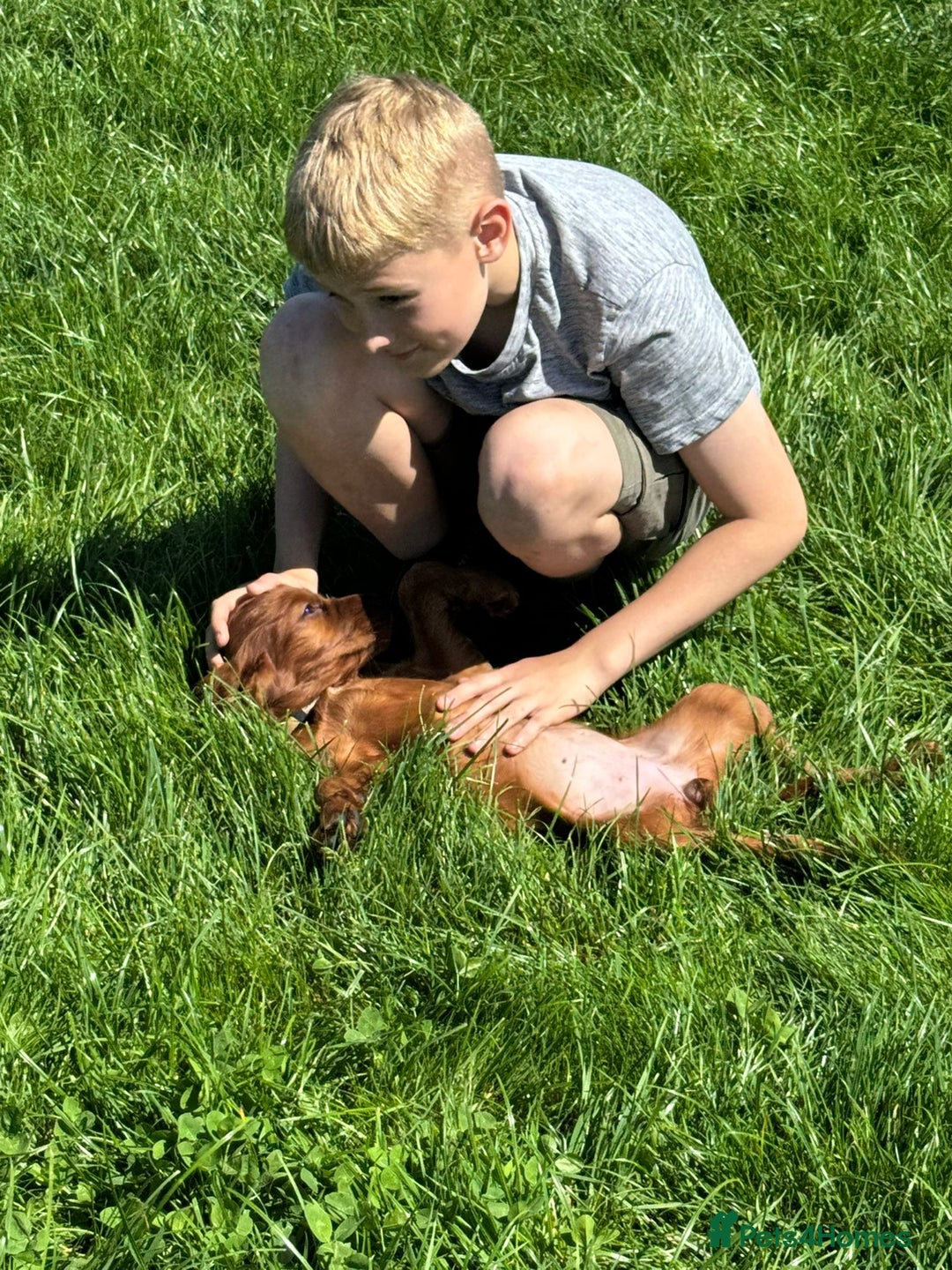 Irish Setter dogs for sale: Stunning Irish Red Setters pups - 1 Boy left - Image 11