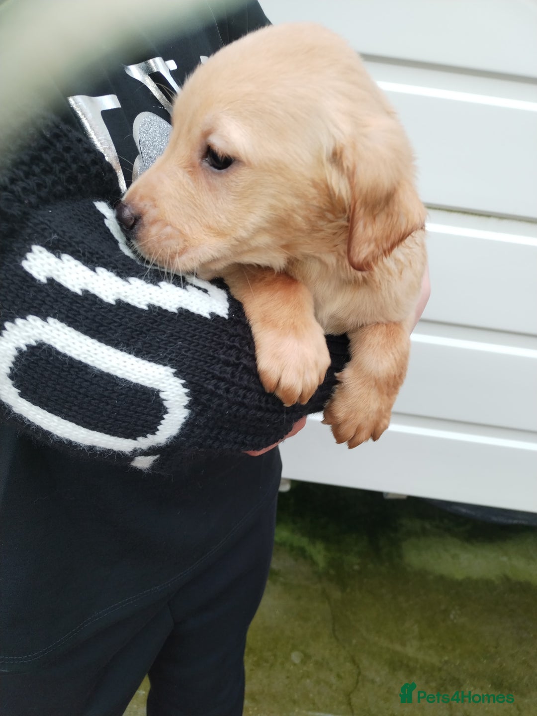 Labrador Retriever dogs for sale: Labrador puppies  - Advert 19
