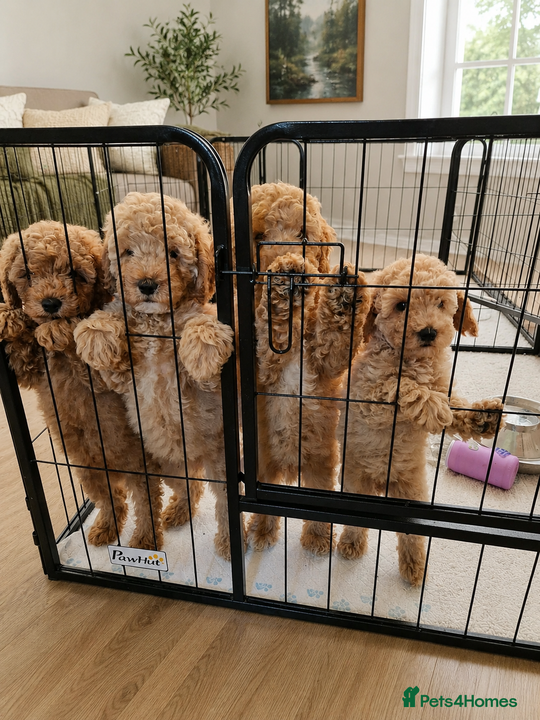 Cavapoo dogs FB1 CAVAPOO PUPPIES  - Advert 15