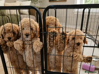 Cavapoo dogs FB1 CAVAPOO PUPPIES READY TO LEAVE 🐶 - Advert 16