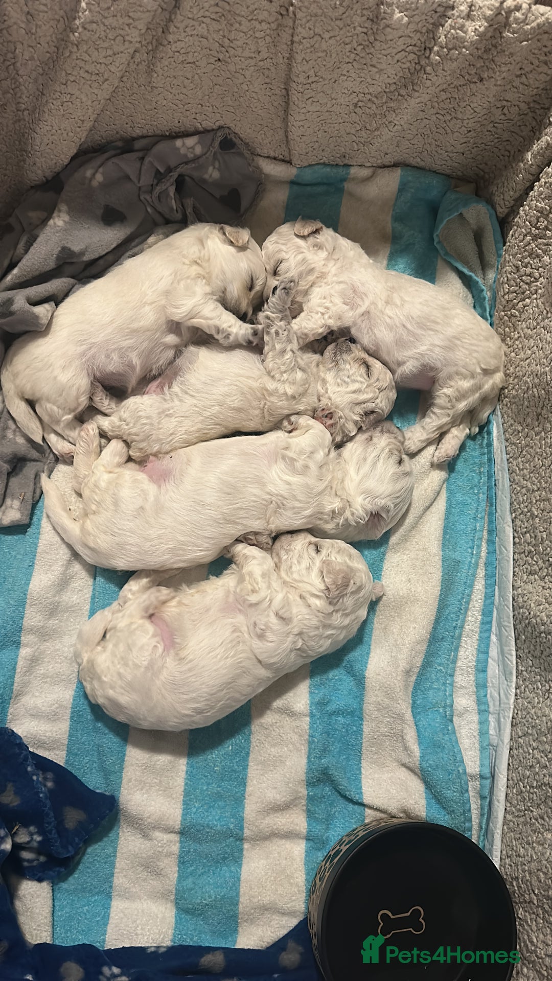 Bichon Frise dogs for sale: bichon frise - Image 6