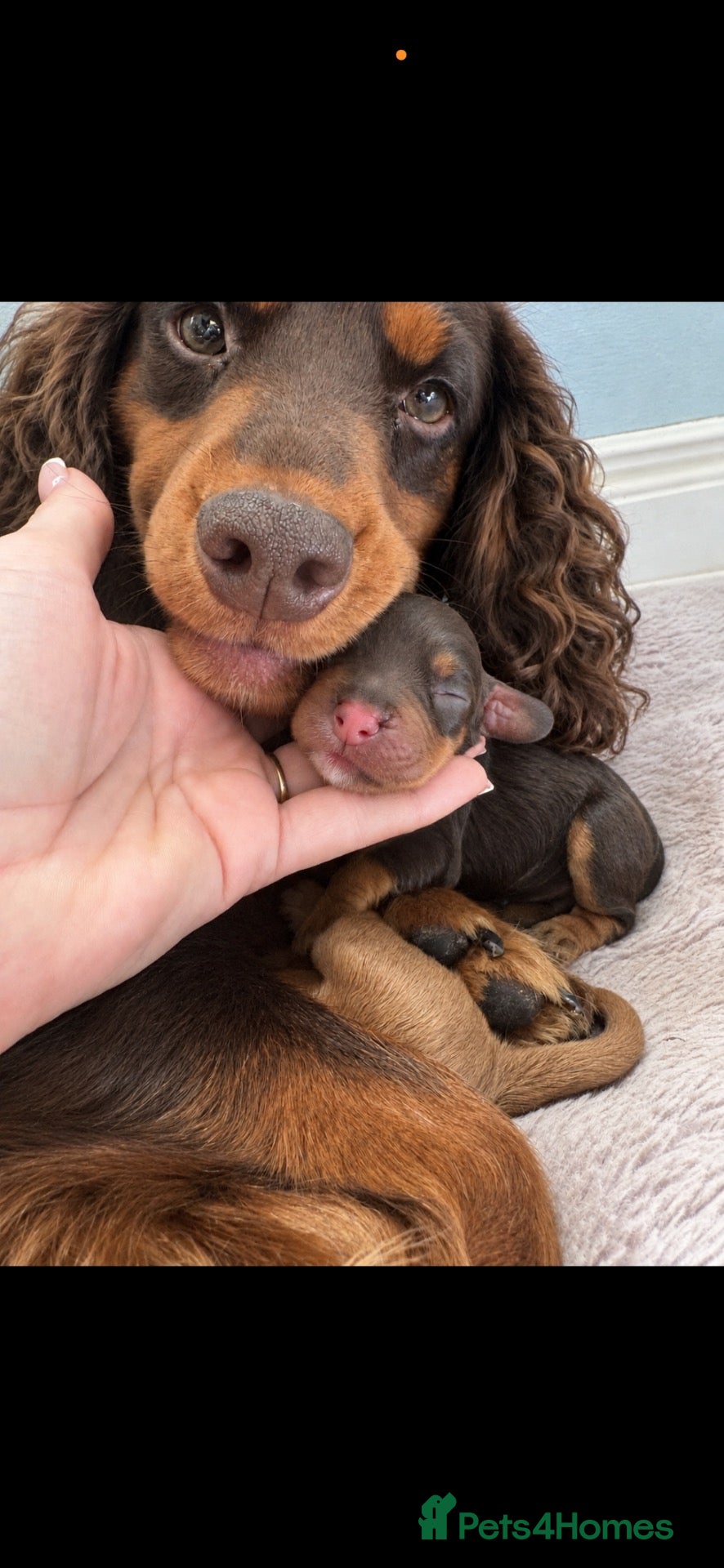 Cocker Spaniel dogs KC WORKING COCKER SPANIELS  - Advert 1