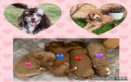 Cavapoo dogs for sale: Beautiful Cavapoo F1B  - Image 6