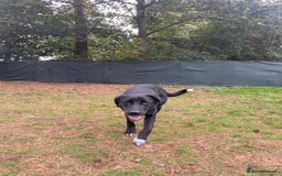 Mixed Breed dogs for adoption: Meet BLUE !  A Labrador-mix Boy for a Loving Home - Image 1