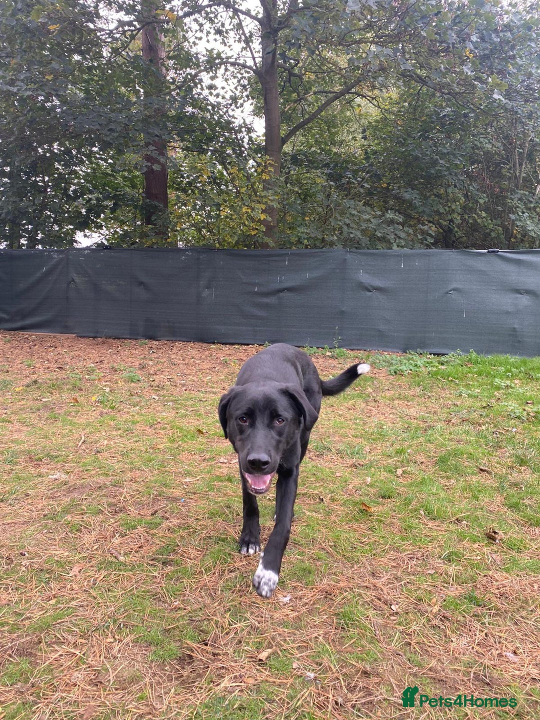 Mixed Breed dogs for adoption: Meet BLUE !  A Labrador-mix Boy for a Loving Home - Advert 1