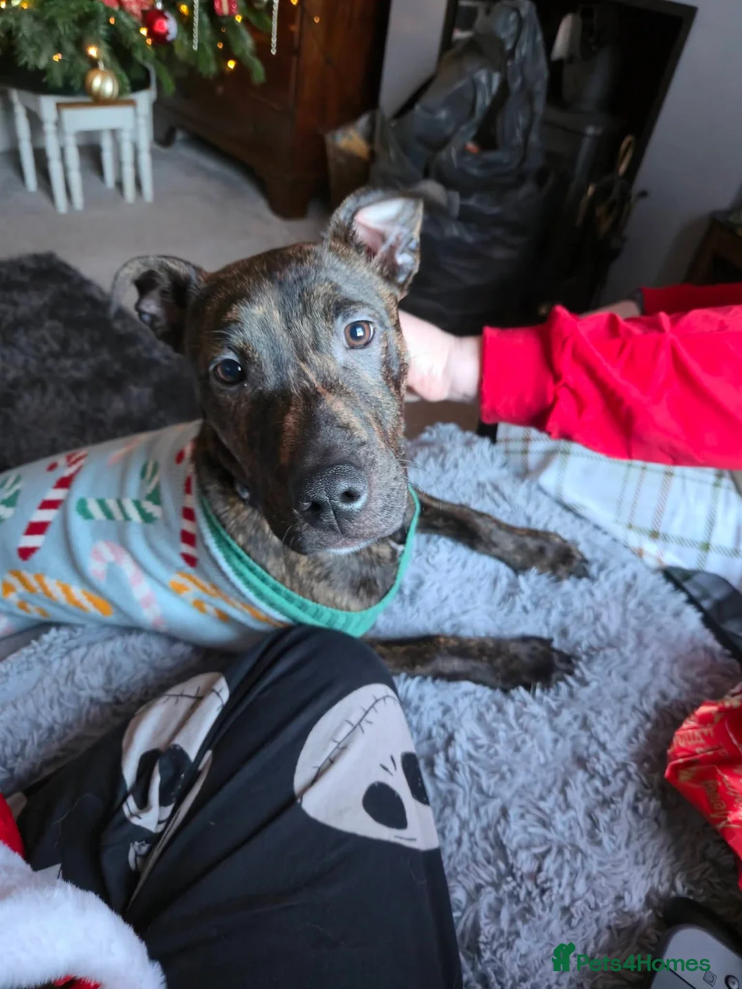 Mixed Breed dogs for sale: Loveable bully needs rehoming in Stoke-on-Trent - Advert 2