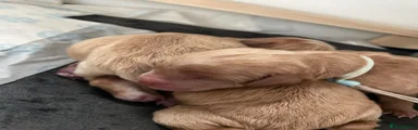 Cockapoo Puppy 6